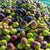 Authentic Croatian Olive Oil x 1